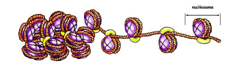 <p>Chaîne de nucléosomes compactés, structure de base de la chromatine.</p>