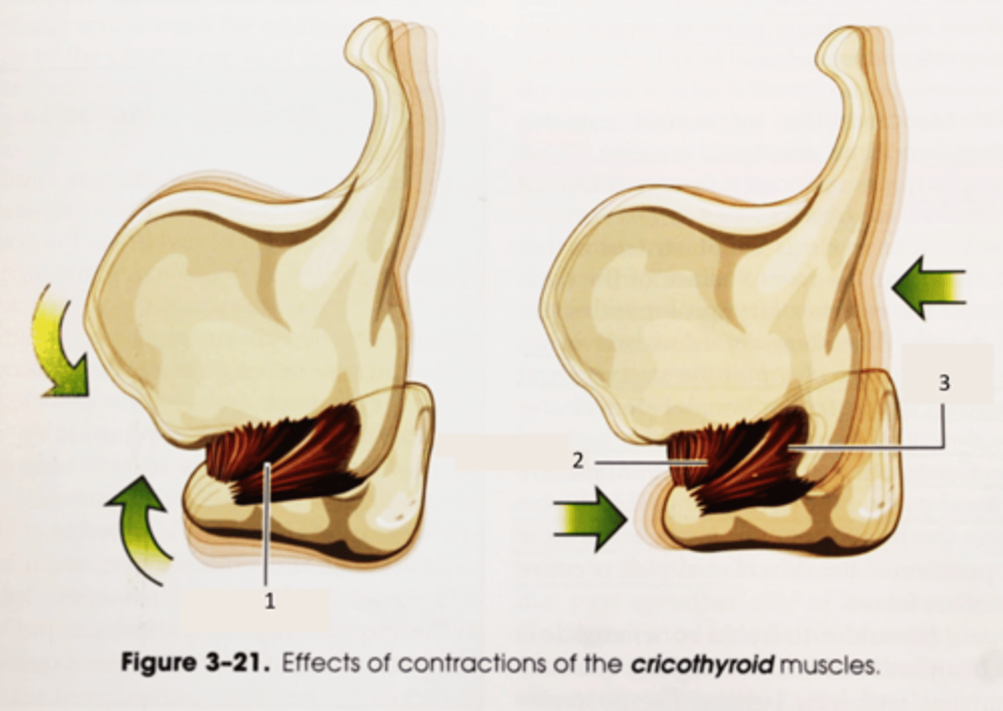 <p>- increase and decrease length of VF (the largest contributor to pitch control)</p>