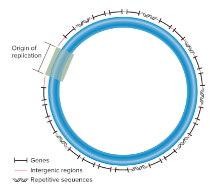 <p>Fill in the blank…</p><p>Bacterial chromosomal DNA is usually a ( ) molecule that is a few ( ) nucleotides in length. A typical bacterial chromosome contains a few ( ) different genes. ( )-encoding genes account for the majority of bacterial DNA. Most bacterial species contain ( ) type of chromosome, but it may be present in ( ). ( ) origin of replication is required to initiate DNA replication and ( ) sequences may be interspersed throughout the chromosome.</p>