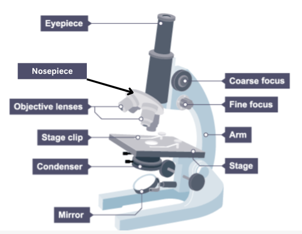 <p>Turn the nosepiece to select a low power objective lens.</p>