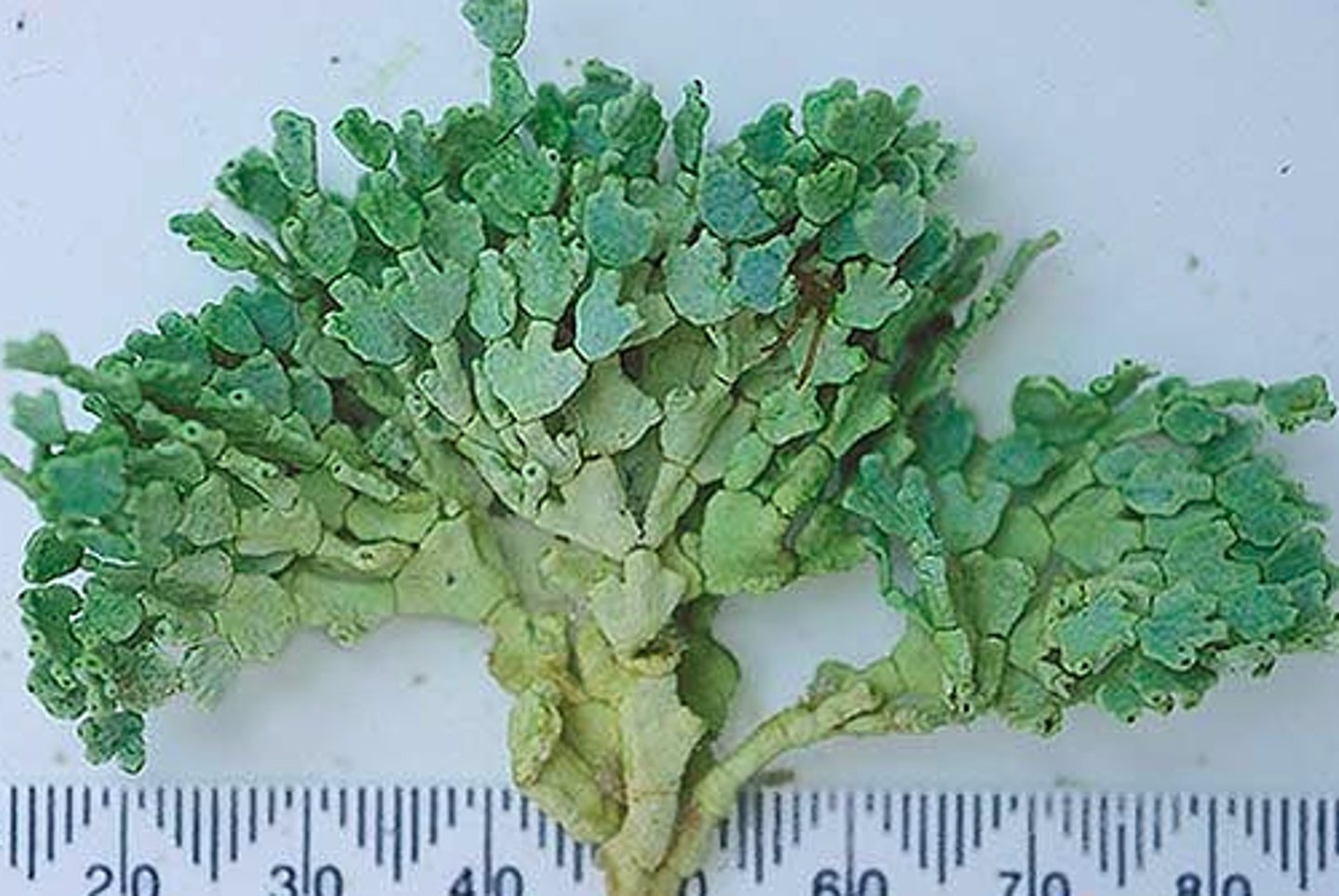 <p>Halimeda scientific name</p>