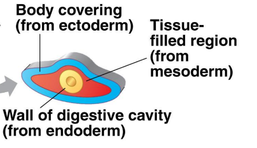 <p>No coelom (body cavity/gaps) between the mesoderm and endoderm</p><p></p>