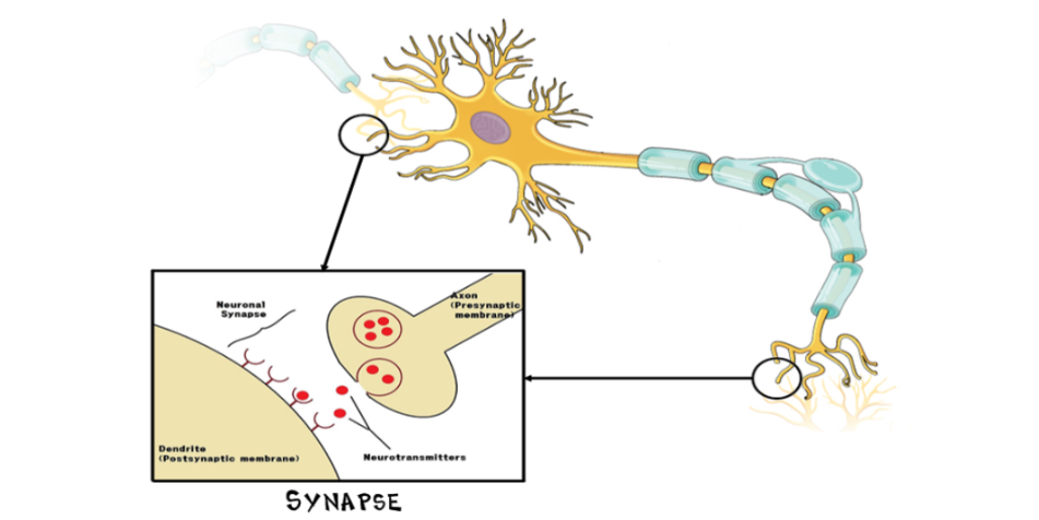 <p>space-based junctions through which neurons pass electrical or chemical signals to each other</p>