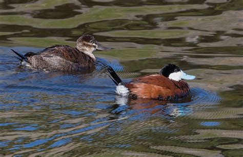 Light blue bill, very pointy tail, dark top, light underwings

Males: fully white cheeks

Females: white cheeks with dark line through