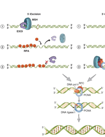 <p>in 5’ excision ATP-bound MSH sliding clamp holds EXO1 on the DNA at the 5’ strand nick and helps it move from 5’-3’</p><ul><li><p>EXO1 can then digest the strand of the DNA that contains the damage</p><ul><li><p>continues for up to several thousand nucleotides</p></li></ul></li></ul><ul><li><p>as ssDNA is generated it is coated by RPA</p></li></ul><ul><li><p>EXO1 can associate with different ATP-bound MSH on the DNA to digest the mismatched strand</p></li></ul><p></p>