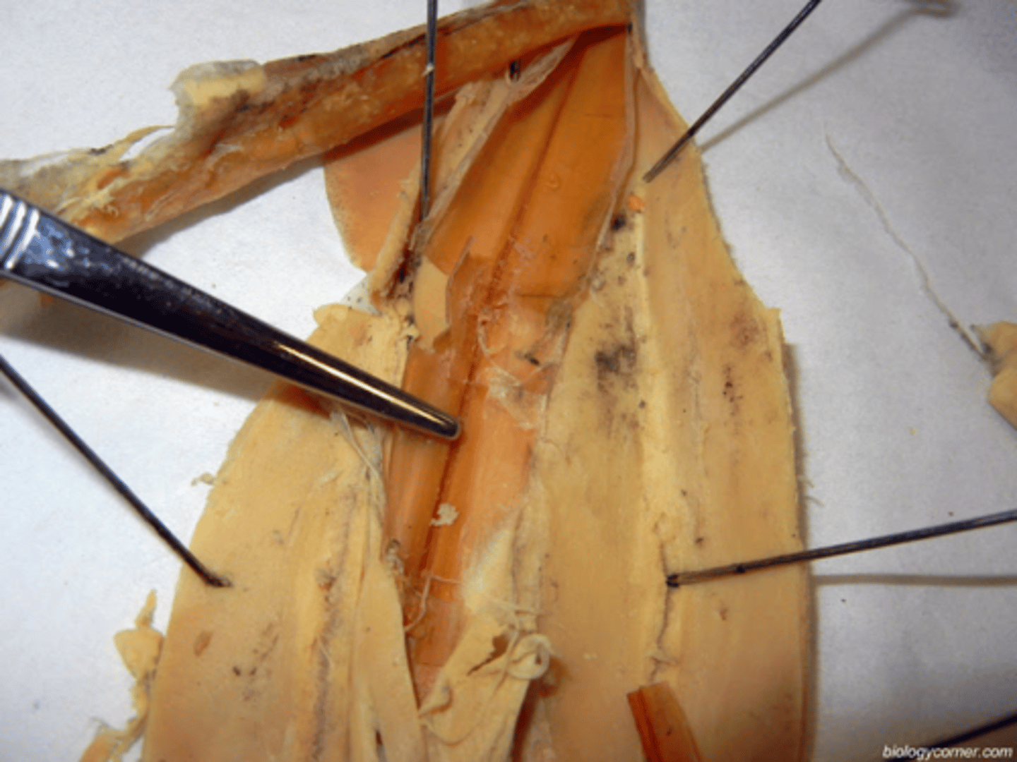 <p>Internal shell of a squid; a vestigial remnant of the external shells of ancient cephalopods</p>