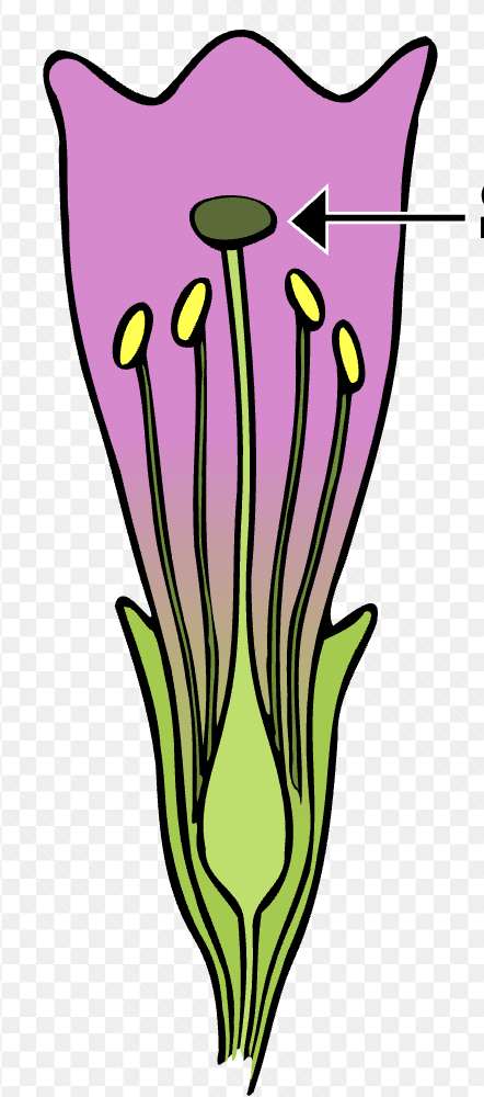 <p>What is this flower structure called?</p>