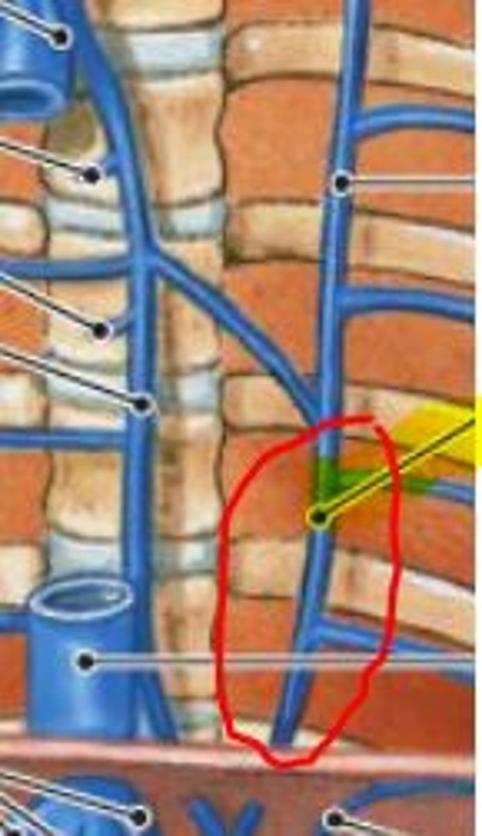 <p>(drains into azygos vein)</p>