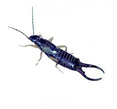 <p>Earwigs (Oorwurm)</p>