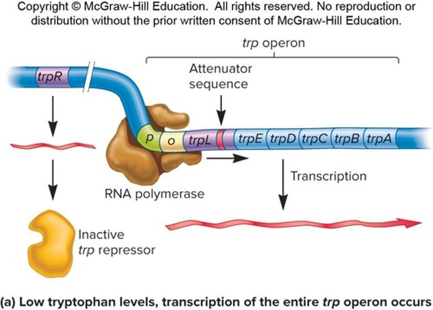 <p>A repressible operon that functions in the absence of tryptophan.</p>