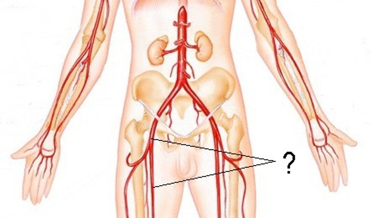 <p>-main blood supply to the lower limb</p><p>-enters femoral triangle, continues through anterior compartment of thigh and passes through adductor hiatus to popliteal region</p>