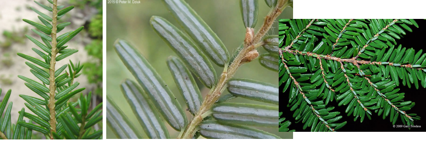 <p>Evergreen singular flattened needles with a relatively flat attachment (leaves have small petioles) and two silvery stripes below.</p>
