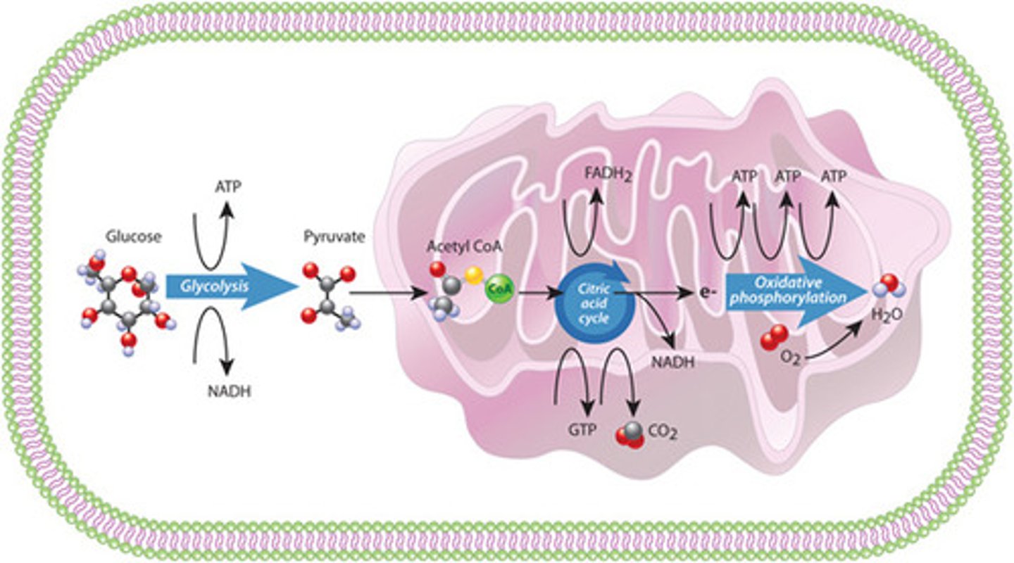 <p>Place where cells perform glycolysis</p>