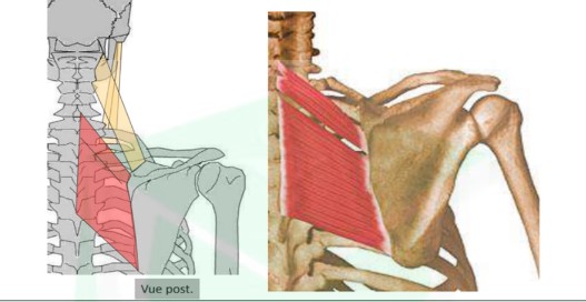 <ul><li><p>trajet oblique en haut et en dedans</p></li><li><p>action : attirer la scapula vers le dedans (élévation + adduction) = stabilisateurs de la scapula</p></li></ul>