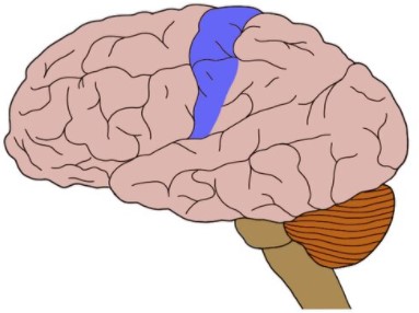 <p>what brain area is this?</p>