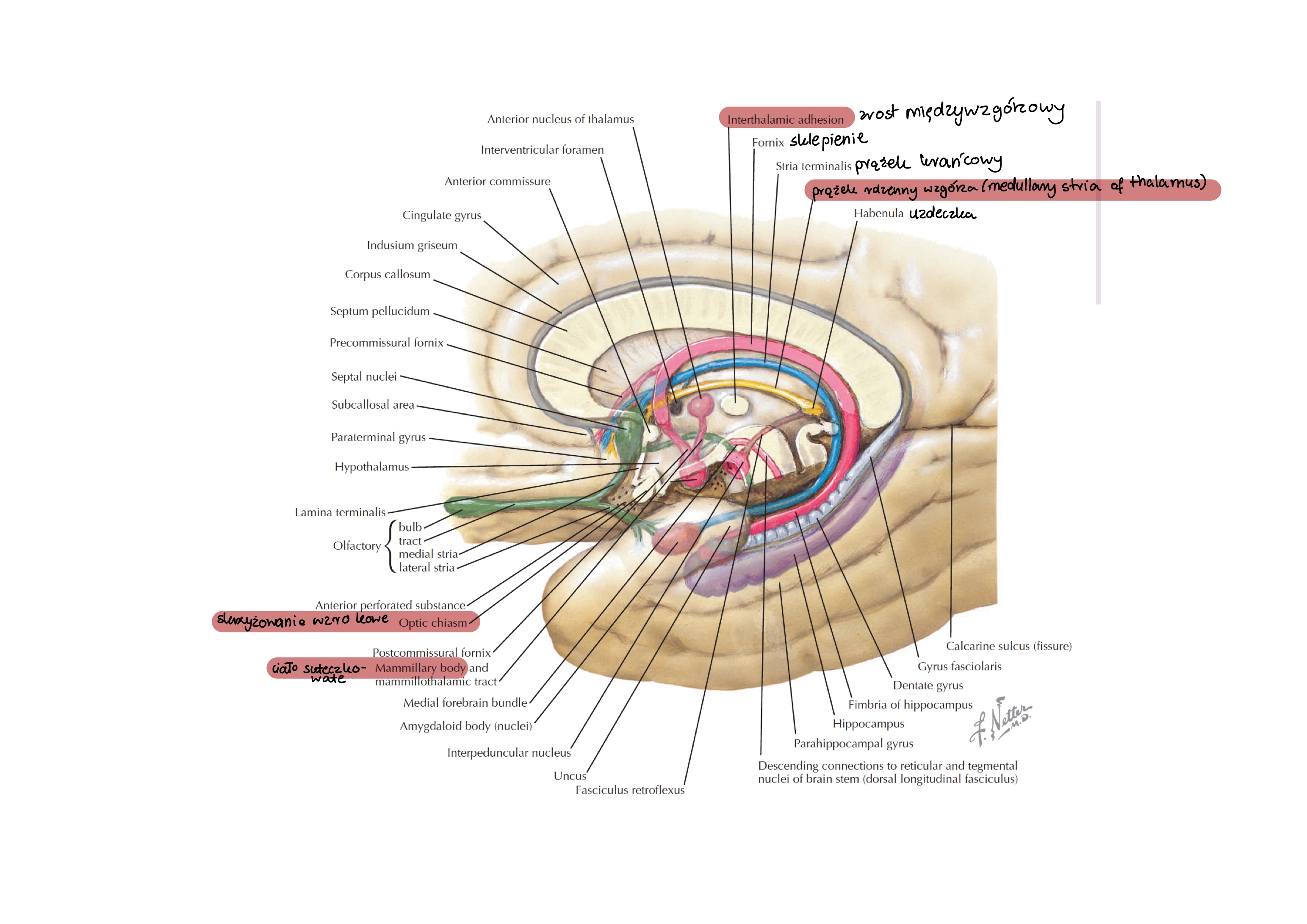 <p>sklepienie (fornix</p>