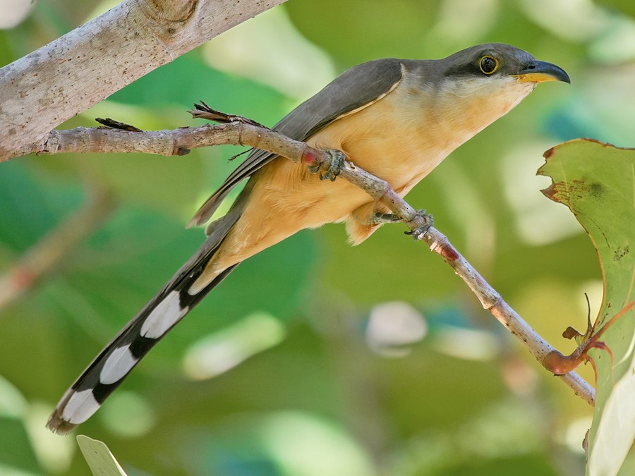 <p>Mangrove Cuckoo</p>