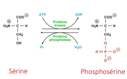 <p class="has-focus">+PO4 sur Ser/Thr</p><p>enz : Kinases + ATP >< phosphatase<br>ajout charge −</p><p class="has-focus"><br>→ Chromatine relâchée</p><p class="has-focus">→Accessibilité ADN ↑</p>