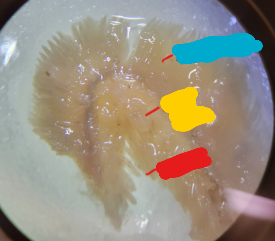 <p>What is this structure and what kind of animal is it found in? Identify the labeled structures. </p>