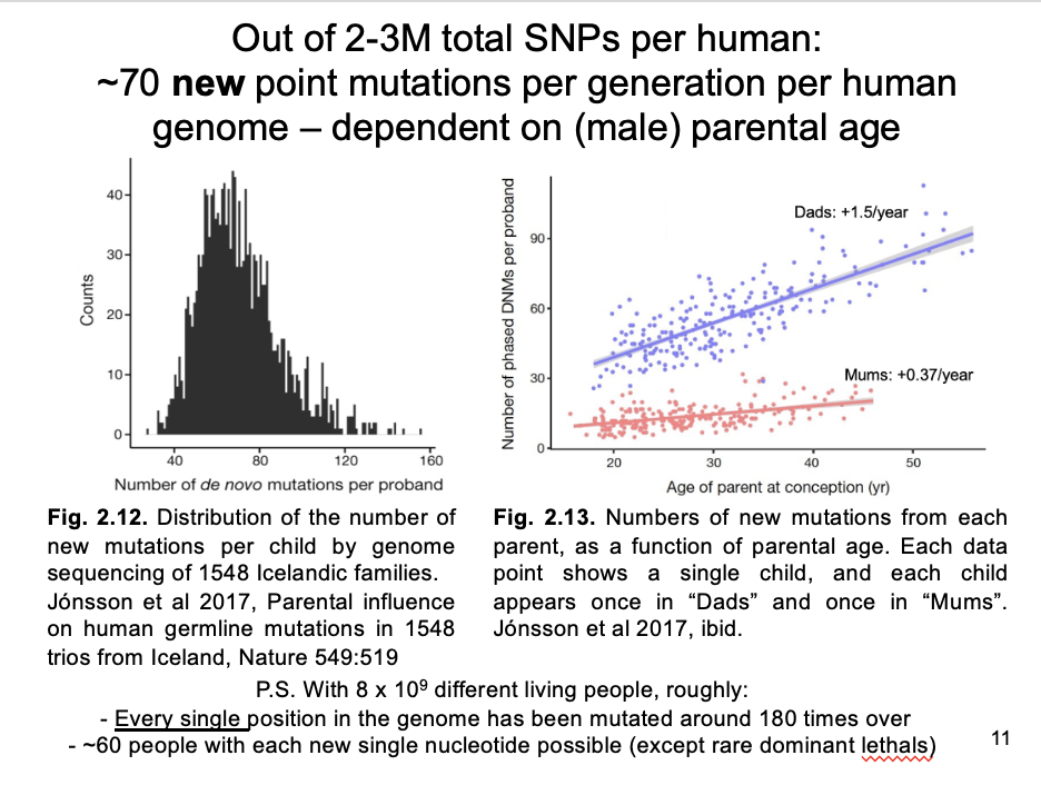 <ol><li><p>population sequencing of human pedigrees suggests a mutation rate of 1.3 × 10^-8 nucleotide substitutions per bp per gen</p></li><li><p>Multiple mutation rate per bp with size of the human diploid genome</p><ul><li><p>→ 70 new mutations per generation per diploid genome:</p></li></ul></li><li><p>this is a<strong> tiny</strong>&nbsp;% of the 2M-3M SNPs in most humans (number estimated from heterozygosity)</p><ul><li><p><strong>BUT:</strong> a continual source of new variation</p></li></ul></li></ol><p></p>