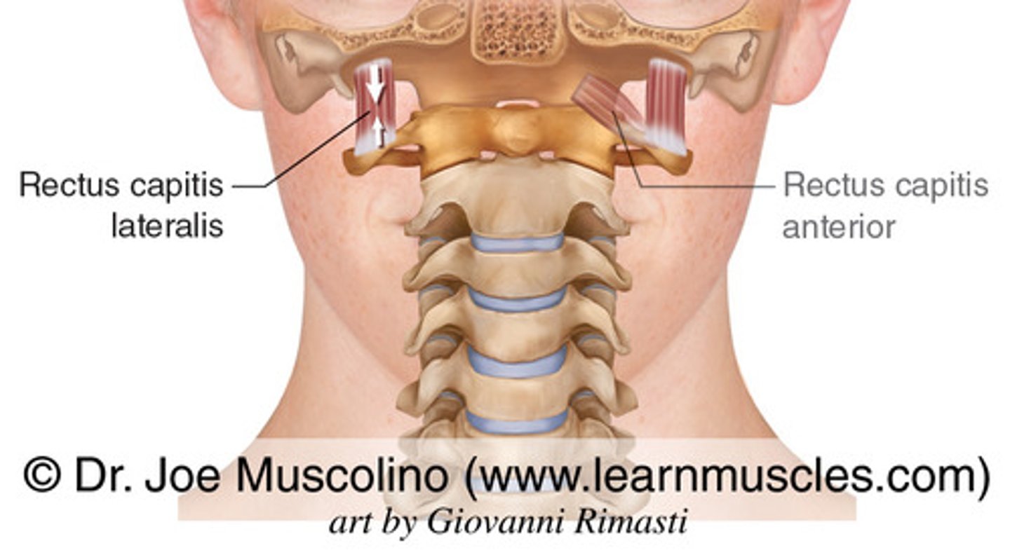 <p>occipital bone</p>