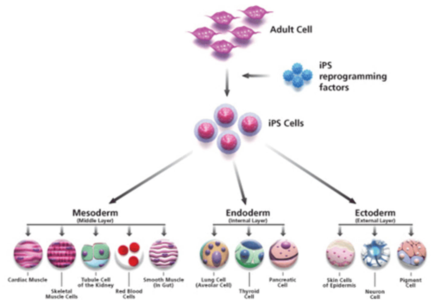 <p>Stem cells that can become almost all types of tissues and cells in the body.</p>