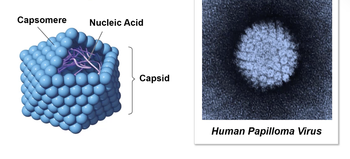 <p>what are non-enveloped viruses?  Examples? </p>