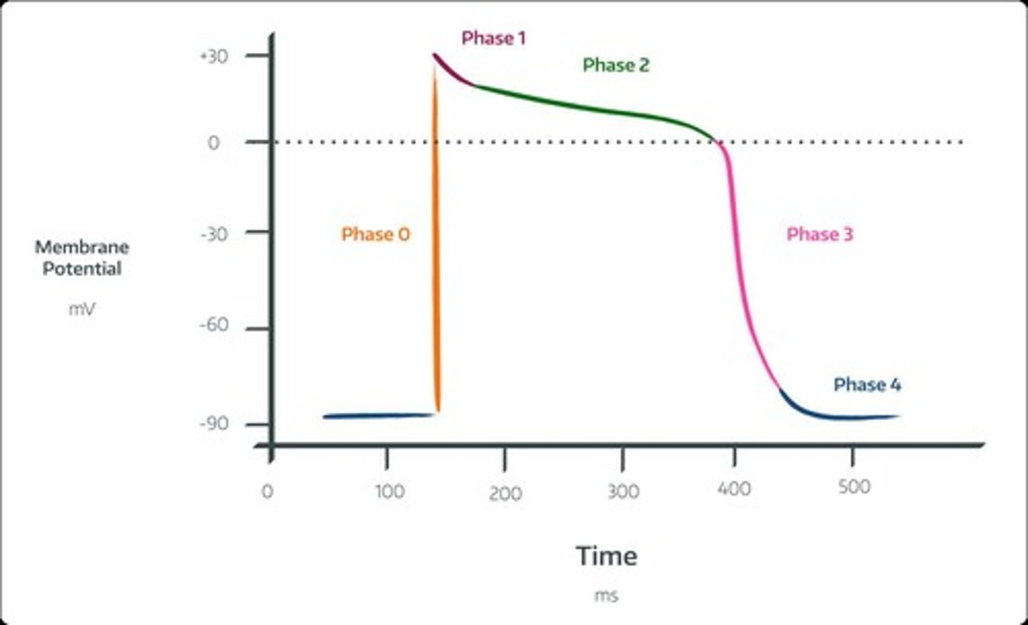 <p>Rapid ventricular depolarization in response to an influx of sodium, leading to ventricular contraction (QRS Complex).</p>