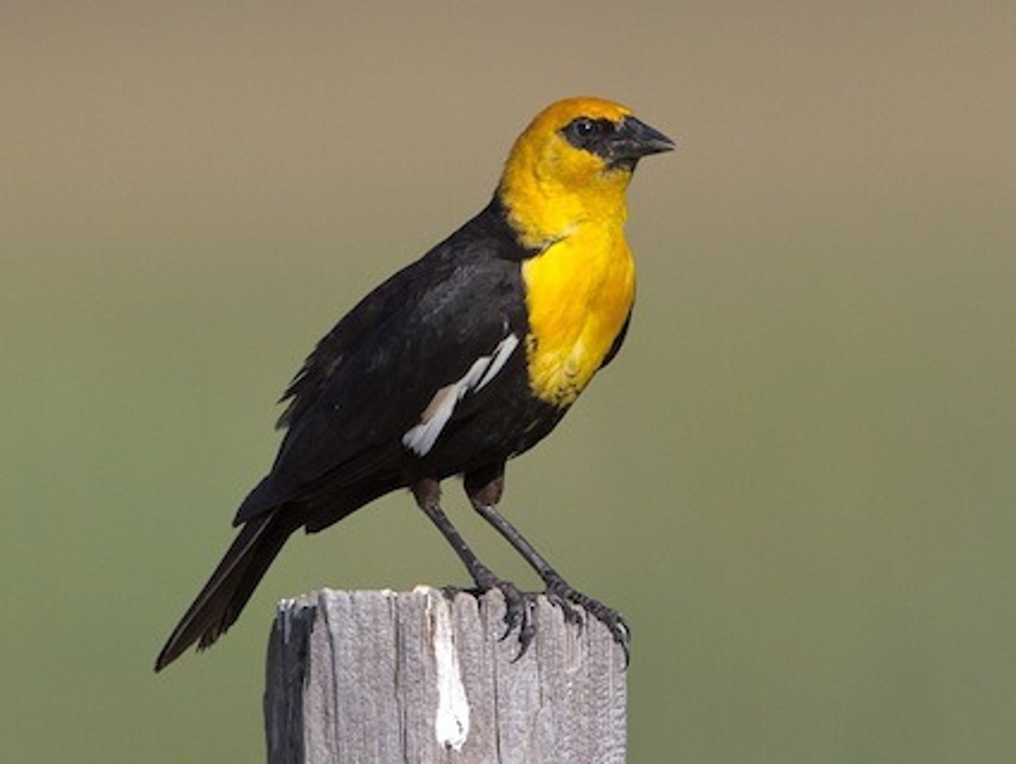 <p>Icteridae</p>