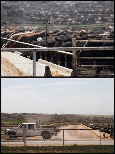 cows live in freestall pens, feed is placed in bunks, much larger operations with a more commercial focus