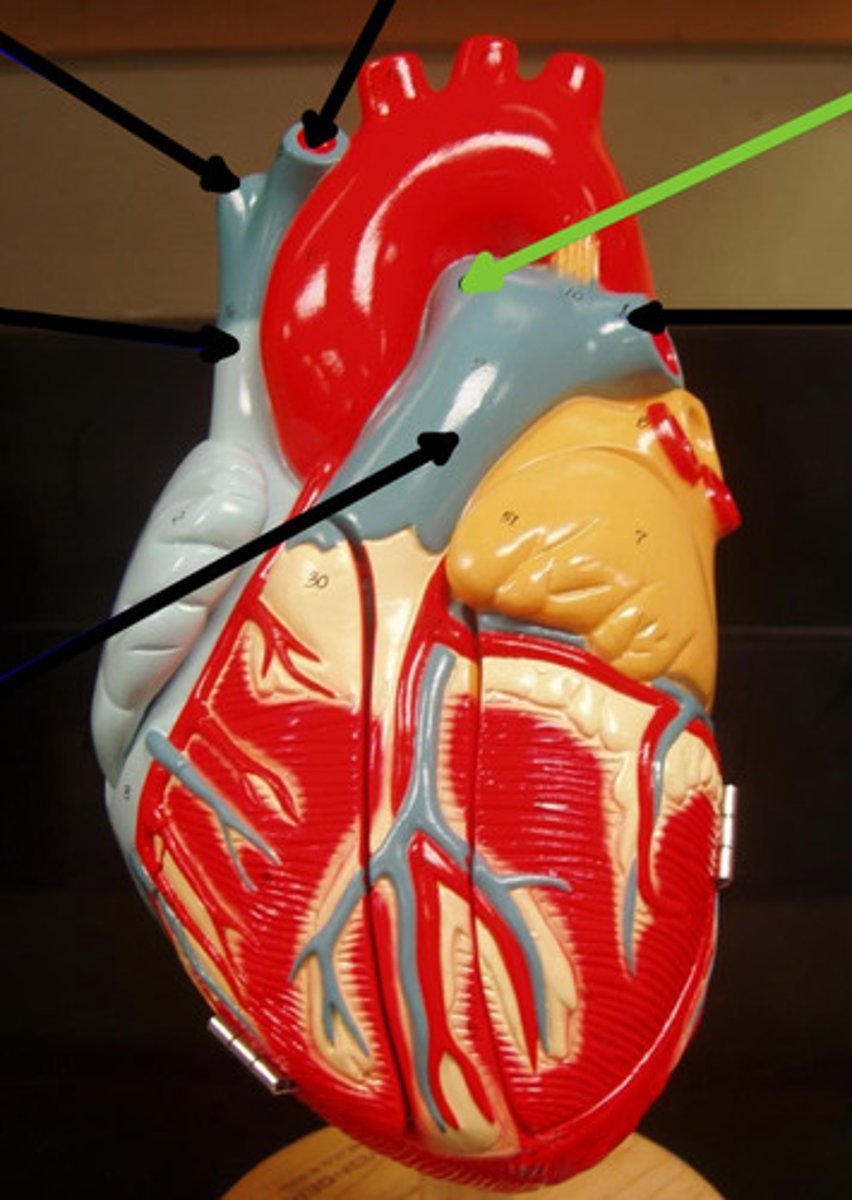 <p>Name the structure and function</p>