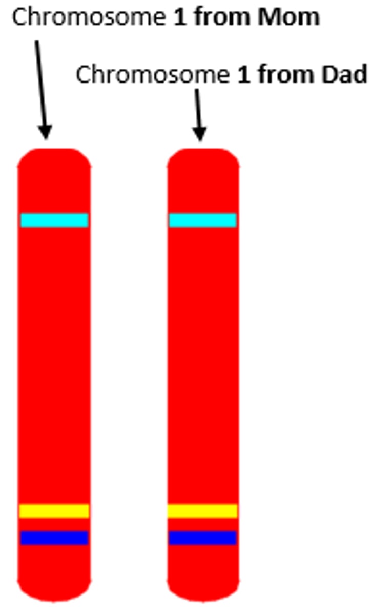 <p>Refer to a pair of paternal and maternal chromosomes that are of the same size, similar gene locations, common banding patterns, and the same centromere location.</p>