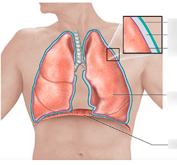 <p>houses left and right lungs </p>