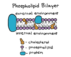 <p>Cell Membrane</p>