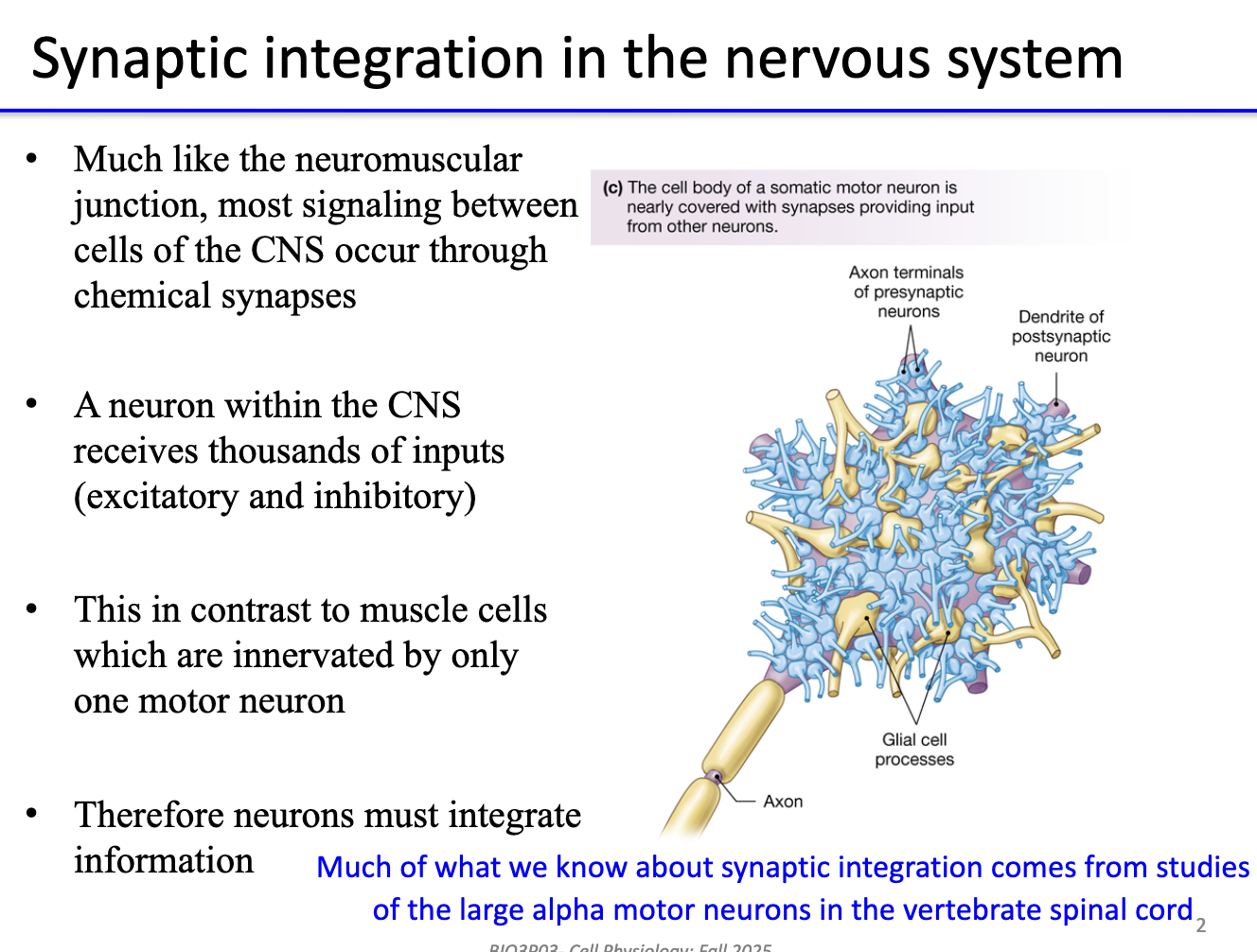 <ul><li><p>CNS neurons communicate via <strong>chemical synapses</strong> (like neuromuscular junctions).</p></li></ul><ul><li><p>Each <strong>CNS neuron receives thousands of excitatory & inhibitory inputs</strong>.</p></li><li><p>Muscle cells: innervated by <strong>only one motor neuron</strong> → no integration needed.</p></li><li><p>CNS neurons must <strong>integrate all inputs</strong> to determine output (firing).</p></li><li><p>Knowledge of synaptic integration largely from <strong>alpha motor neurons</strong> in vertebrate spinal cord.</p></li></ul><p></p>