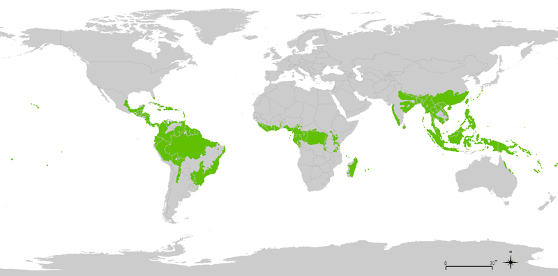 <p>found in equatorial regions</p><p>Central South America South East Asia as well a some South of North America and the middle of Africa as well as South Asia</p>