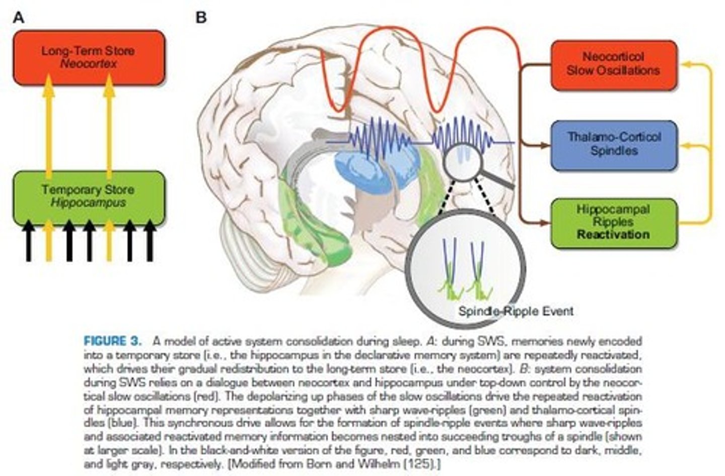 <p>aids declarative (fact-based) memory consolidation.</p>