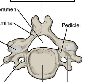 <p>C3 to C6</p>