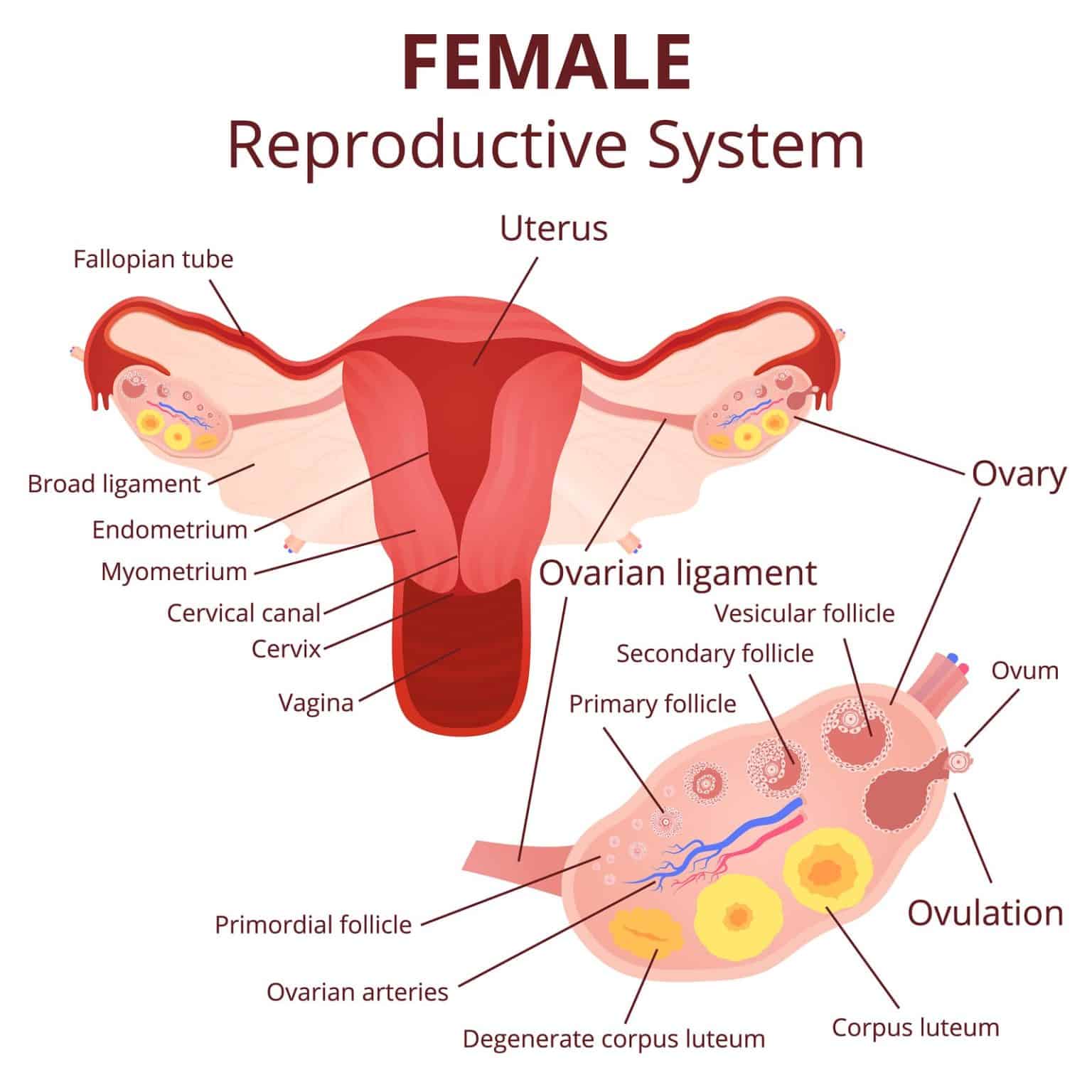 <p><span style="color: rgb(43, 49, 80)">In which of the following reproductive structures does the fertilization of an ovum occur?</span></p>