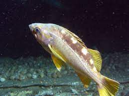 * all fins yellow
* schooler