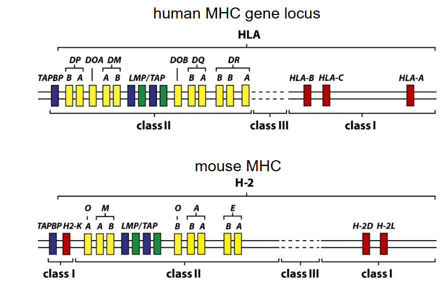 <p>What can be observed following loci comparisons between human and mouse MHC?</p>