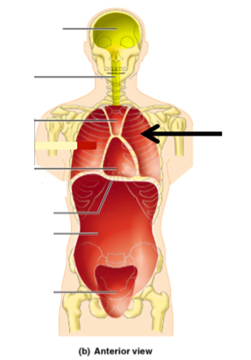 <p>contains the lungs</p>