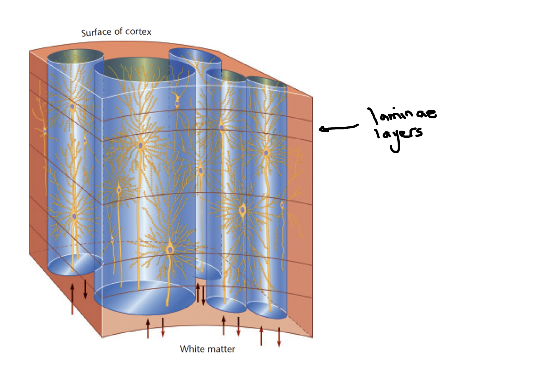 <p><span style="font-family: &quot;Aptos Narrow&quot;, sans-serif">Cells on <strong>outer </strong>surface are <strong>grey matter</strong>, axons extending <strong>inward</strong> are <strong>white</strong> matter.</span></p><p><span>·</span><span style="font-size: 7pt; font-family: &quot;Times New Roman&quot;">&nbsp;&nbsp;&nbsp;&nbsp;&nbsp;&nbsp; </span><span style="font-family: &quot;Aptos Narrow&quot;, sans-serif"><strong>Laminae</strong> – layers of cell bodies parallel to the surface of cortex, </span></p><p class="MsoListParagraphCxSpMiddle"><span>·</span><span style="font-size: 7pt; font-family: &quot;Times New Roman&quot;">&nbsp;&nbsp;&nbsp;&nbsp;&nbsp;&nbsp; </span><span style="font-family: &quot;Aptos Narrow&quot;, sans-serif"><strong>Columns</strong>: organised cells, perpendicular to the laminae.</span></p><p class="MsoListParagraphCxSpLast"></p><p></p>