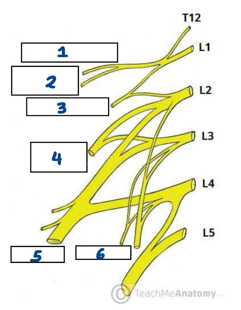 <p>What is structure 5?</p>