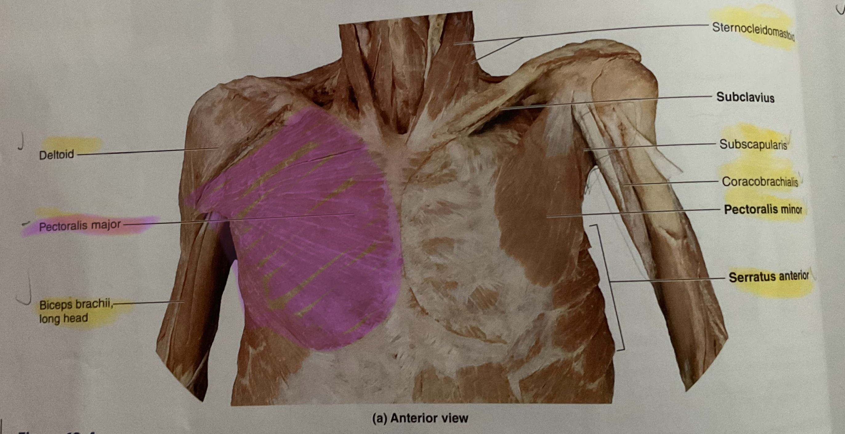 <p>Action: Flex, adduct, medially rotate glenohumeral joint</p><p></p>