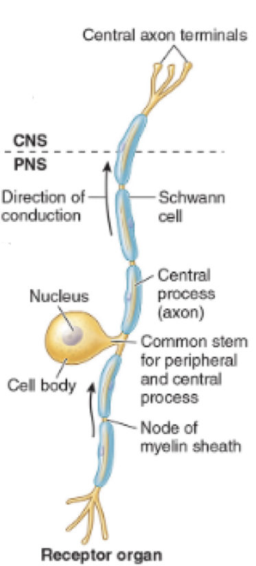 What type of neuron is this?