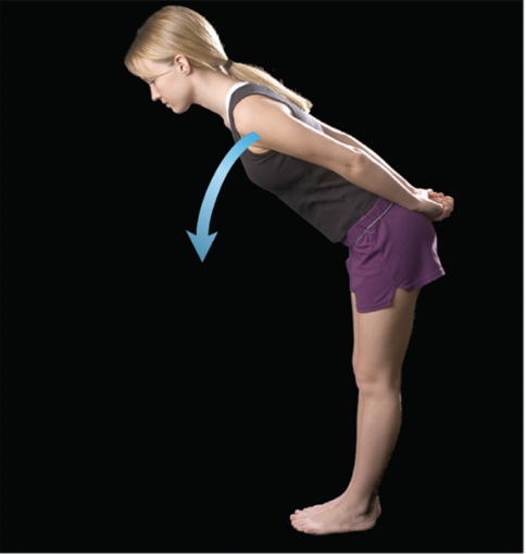 <p>decreases joint angle</p>