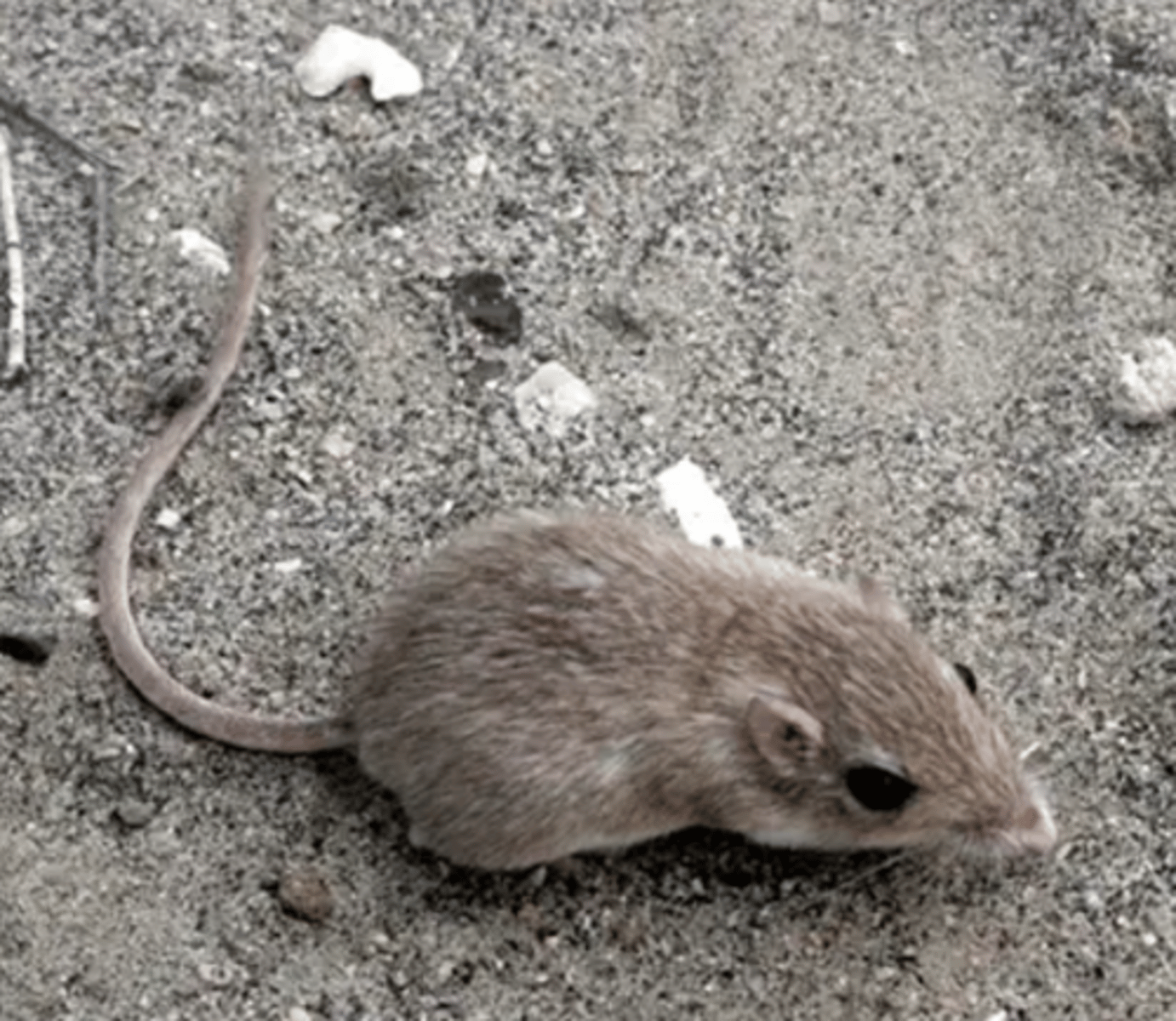<p>Name, habitat, range</p>