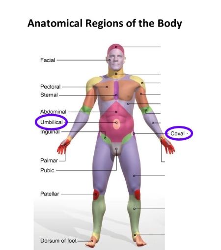 <p>Belly button </p>