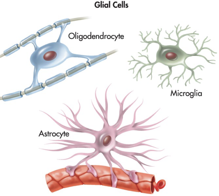 <p>Provide the structural and functional support for neurons throughout the nervous system.</p>